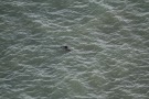 Missing Picture